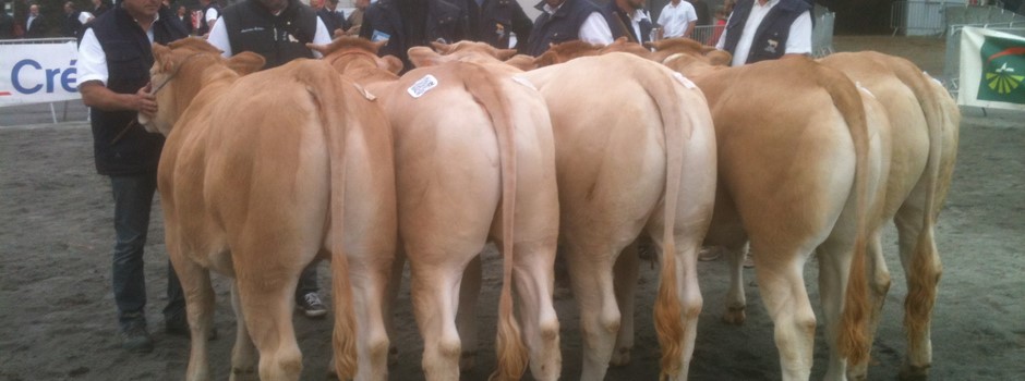 photo concour blonde d'aquitaine.JPG