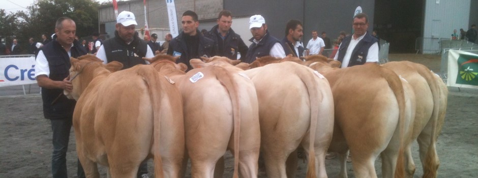 photo concour blonde d'aquitaine.JPG