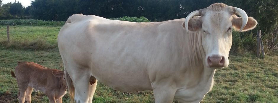 vache blonde d'aquitaine avec son veau.jpg